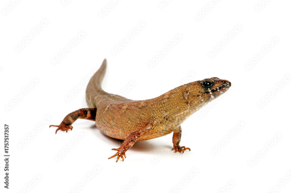Fototapeta premium Chinese water skink // Chinesischer Wasserskink (Tropidophorus sinicus)