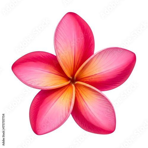 Stunning pink plumeria blossom with yellow center, a tropical paradise flower perfect for vibrant designs and exotic themes