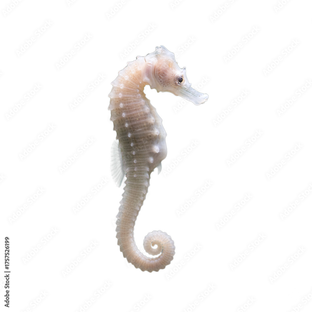 Fototapeta premium seahorse isolated on transparent background