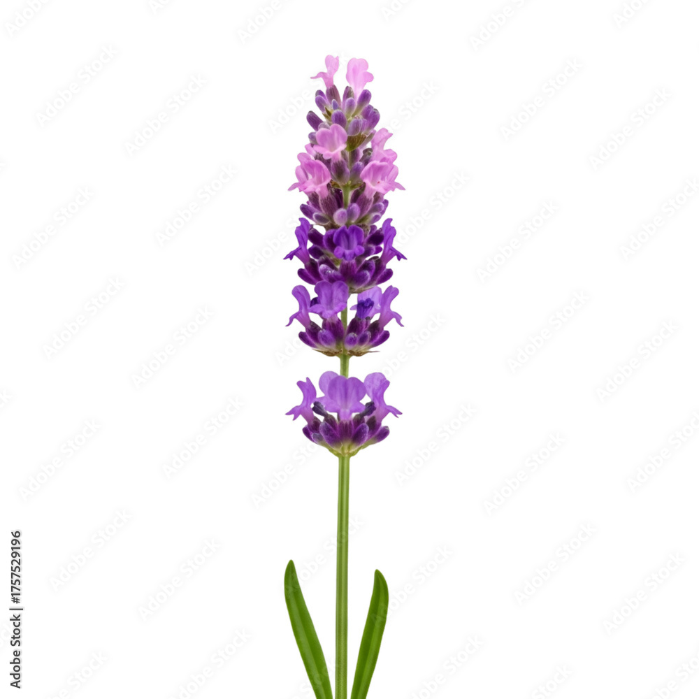 Obraz premium Single Lavender Flower on Black Background