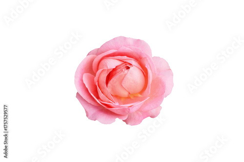 Single rose flower in pastel pink, isolated, png format.