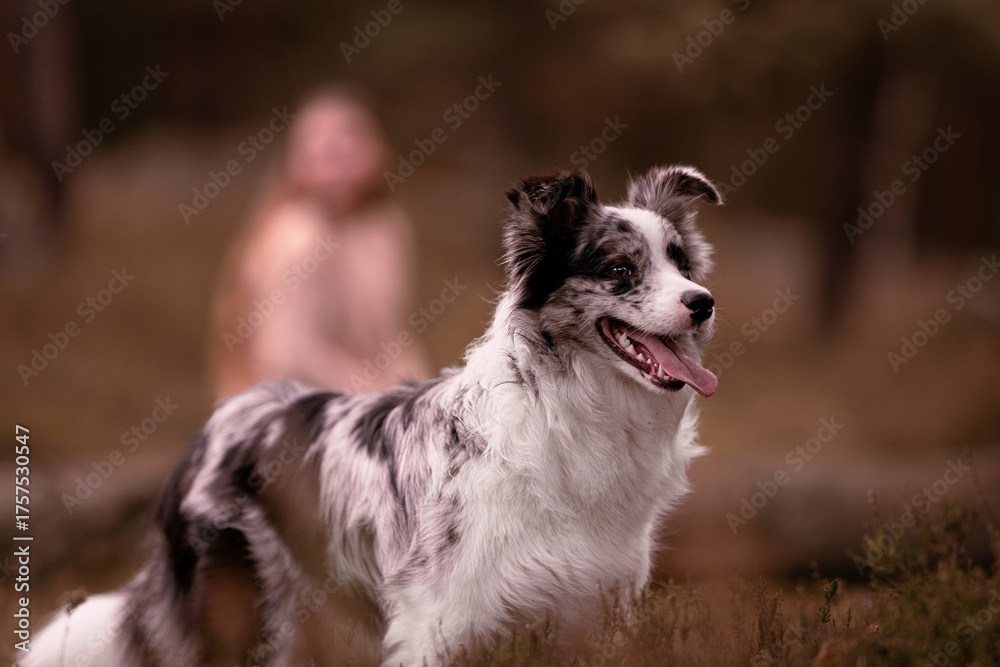 Fototapeta premium Three beautiful Border Collies in the forest