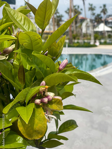 Obraz na plátně Lemon Tree With Buds And Green Leaves Near Pool Outdoors At Daytime, Concept Of