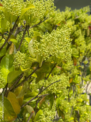 Fotografie Green Shrub With Fresh Leaves And Buds Outdoors At Daytime, Concept Of Natural G