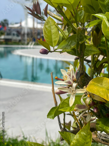 Obraz na plátně Lemon Tree Blossoms With Green Leaves Near Pool Outdoors At Daytime, Concept Of