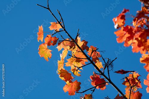 autumn leaves against blue sky