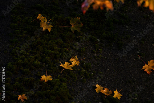autumn leaves on the ground