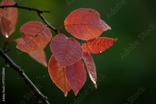 red autumn leaves
