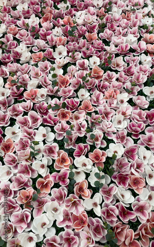 Obraz na plátně Pink And White Magnolia Flowers In Bloom Closeup Outdoors At Daytime, Concept Of