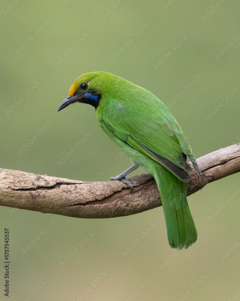 Fototapeta premium Golden-fronted leafbird female juvenile perched on a tree twig - Green bird on a tree branch
