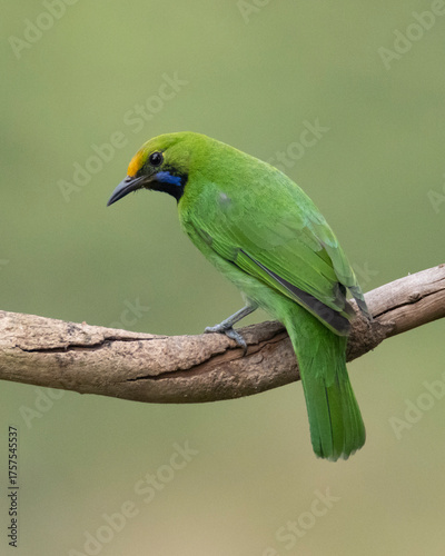 Golden-fronted leafbird female juvenile perched on a tree twig - Green bird on a tree branch