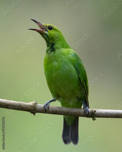 Golden-fronted leafbird female juvenile perched on a tree twig - Green bird on a tree branch