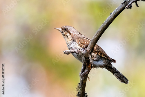 Eurasian wryneck