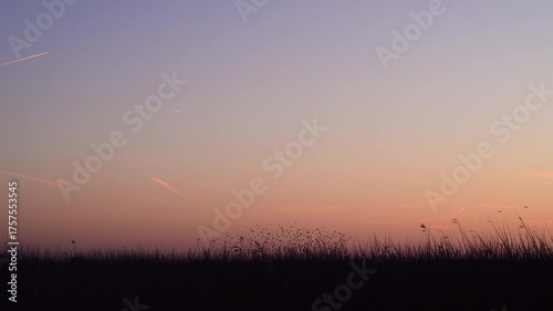 Group of starlings flying (Sturnidae) in the sky moving in shape-shifting clouds before the night. Sparrow hawks bird of prey hunt through the groups of starling trying to catch a prey.