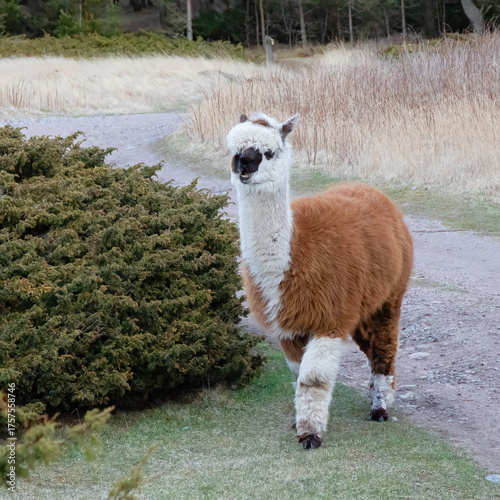 Alpaca