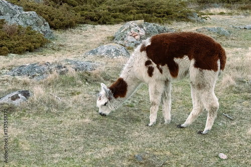 Alpaca