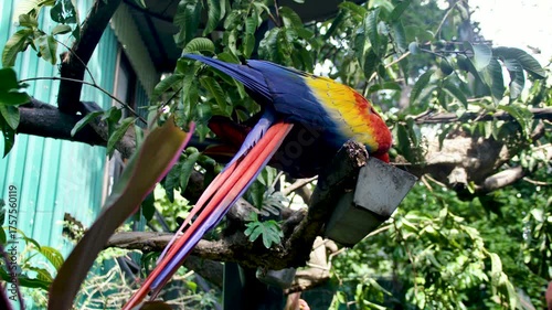 Wallpaper Mural Costa Rica A colorful macaw eating in a tray in the Costa Rica Animal Sanctuary Torontodigital.ca