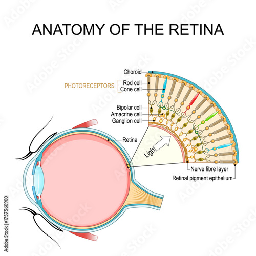 Anatomy of the retina. Human eye. Photoreceptor cells