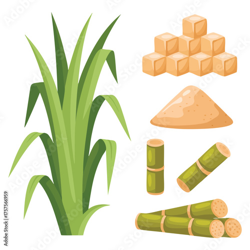  Natural sugarcane plant with stem leaf and fresh juice glass