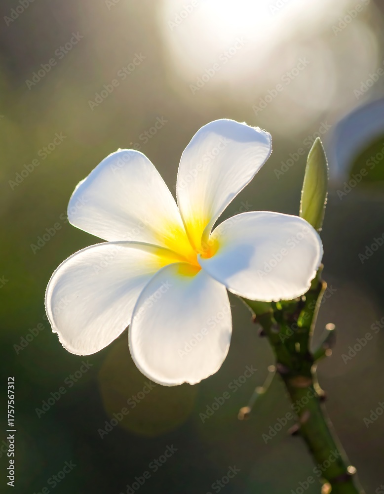 Fototapeta premium Close-up view of a beautiful, white, five-petaled flower with yellow center