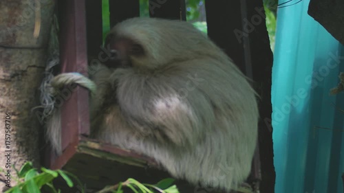 Wallpaper Mural Costa Rica A white 2-toed sloth resting in the Costa Rica Animal Sanctuary Torontodigital.ca