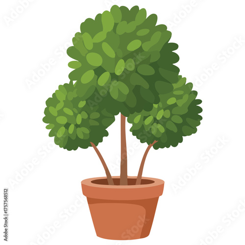  Bonsai tree in a ceramic pot isolated on white background
