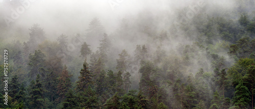 Dense pine and deciduous forest mixed together, in the rising mist after the rain..The damp air and soft light create a peaceful, atmospheric landscape full of natural beauty.