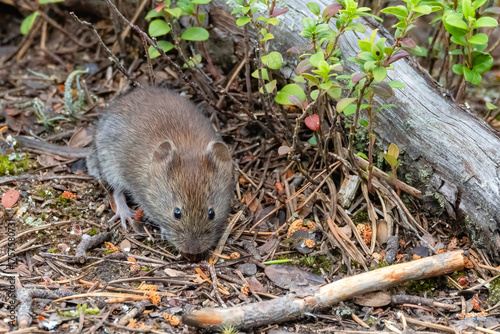 Bank vole