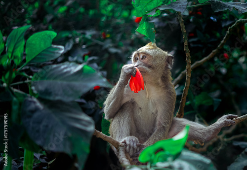 Canvas Print A curious monkey sits gracefully on a tree branch, holding and sniffing a bright red flower amidst lush green foliage