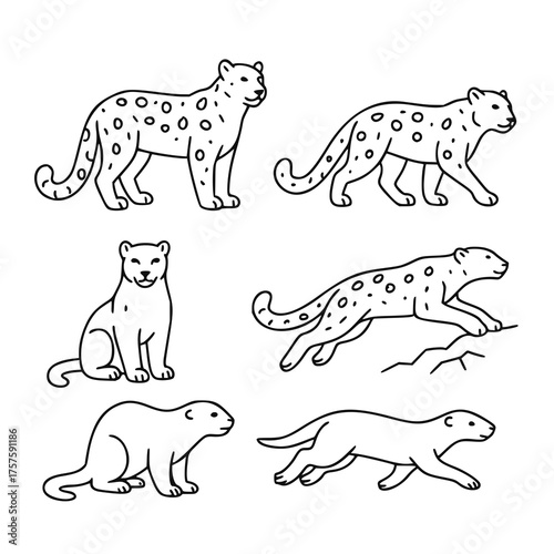 Black and white outline illustrations of leopards (Panthera pardus) and martens (Martes spp.) in various poses.