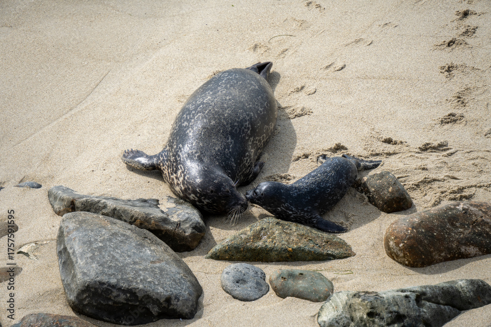 Naklejka premium Old and young sea lion on the beach