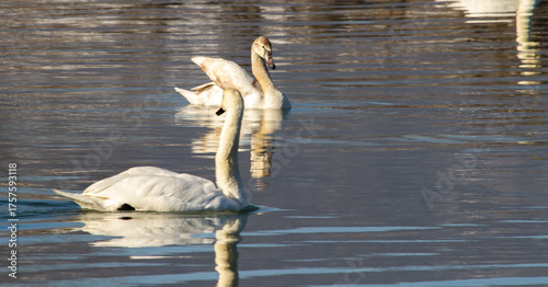 Swans in winter