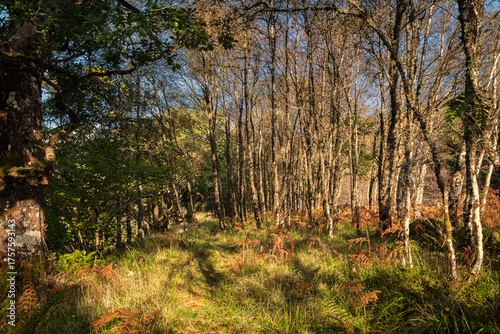 A sunny autumnal HDR landscape image of dappled light on a small footpath through woodland in Argyll and Bute, Scotland.