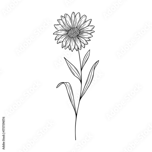 September birth flower aster, line art vector, black and white botanical illustration, elegant floral sketch, minimalist outline drawing, hand drawn monochrome flower design, tattoo style
