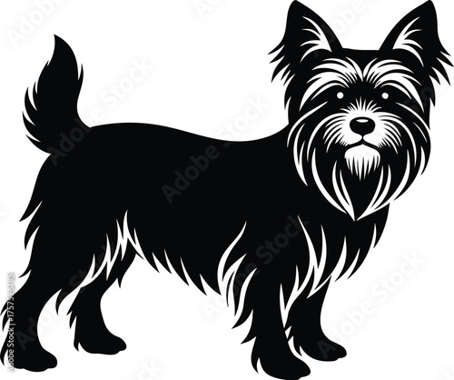  Yorkshire terrier standing alert isolated on white background