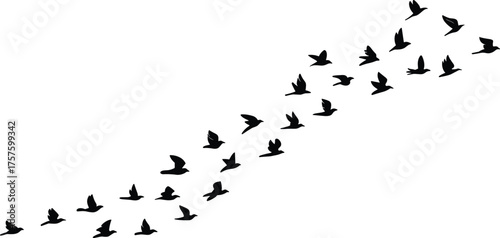 Birds flying in V formation, migratory flock silhouette, teamwork in nature, geese flight pattern, aerodynamic efficiency, wildlife behavior, flat vector illustration