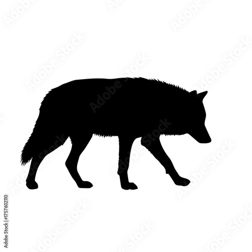 Black silhouette of a walking wolf. Vector illustration of a wild canine predator on a white background.