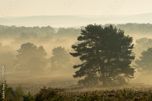 Mehlinger Heide in voller Blüte bei Sonnenaufgang mit Nebel und Lichtfingern