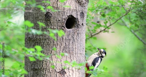 Close-up of a male great spotted woodpecker feeding chick in a tree hole in spring, UK