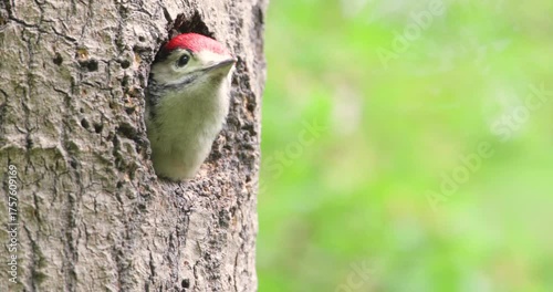 Great spotted woodpecker chick sitting in a tree hole in spring, UK