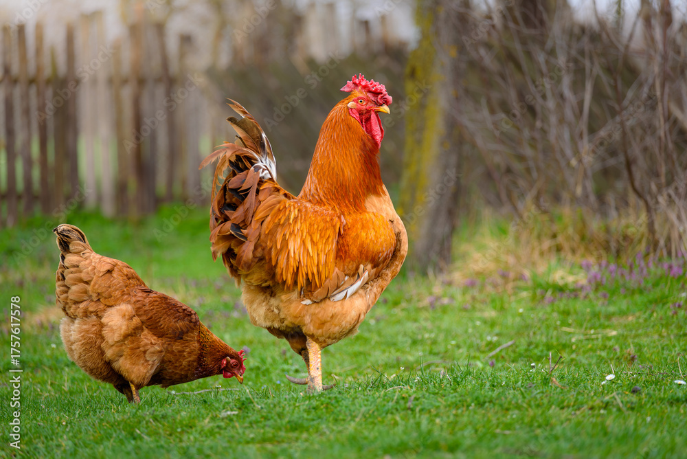 Fototapeta premium Rooster and hen in the farm backyard