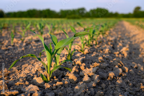 Green corn plants on a field
