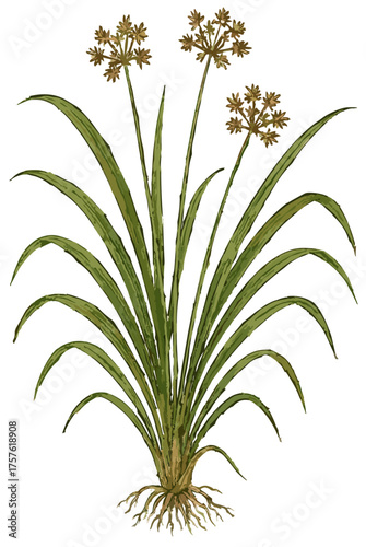 Cyperus rotundus