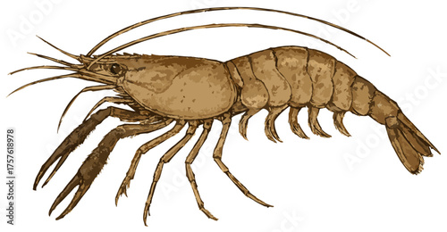 Macrobrachium nipponense