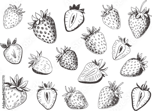 Black and white ink sketch of strawberries and sliced strawberries strawberry fruit