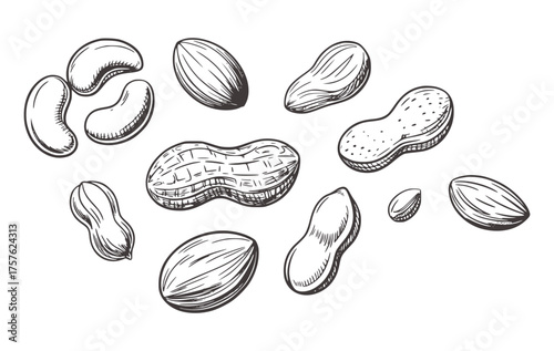 Hand drawn peanuts and almonds scattered cashews black and white