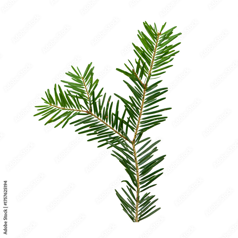 Naklejka premium Isolated fir branch png transparent. Christmas tree. Christmas green spruce branch. Green fir tree branch. Object used for cards, banners, and calendars. Pine and fir tree branches.