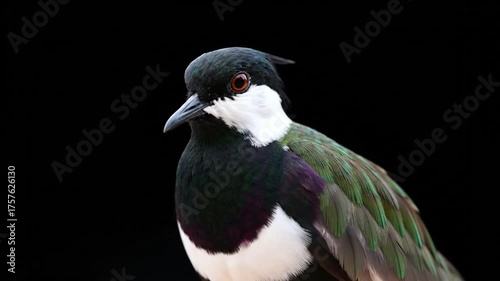 Close up of bird with detailed plumage against a black background