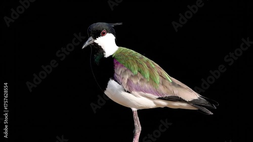 Elegant bird with colorful feathers against a dark background