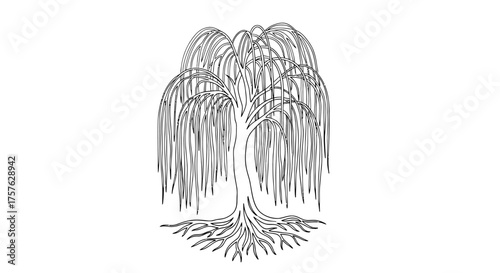 Elegant willow tree line art illustration for creative design projects and invitations, adding a touch of natural beauty and graceful simplicity